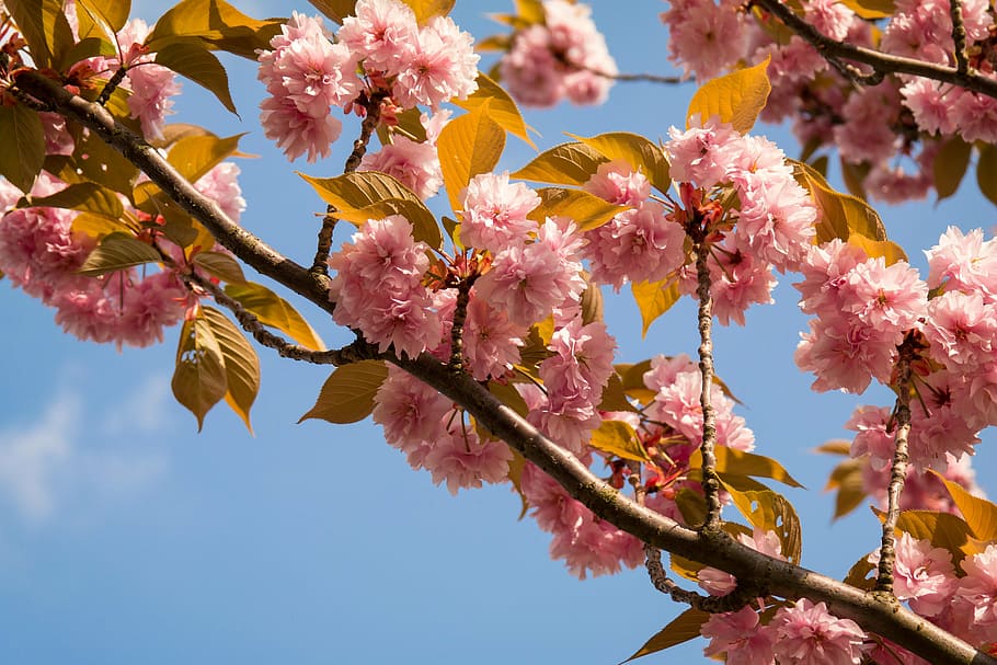 cherry blossom, ornamental cherry, spring, flowers, pink, bloom HD wallpaper