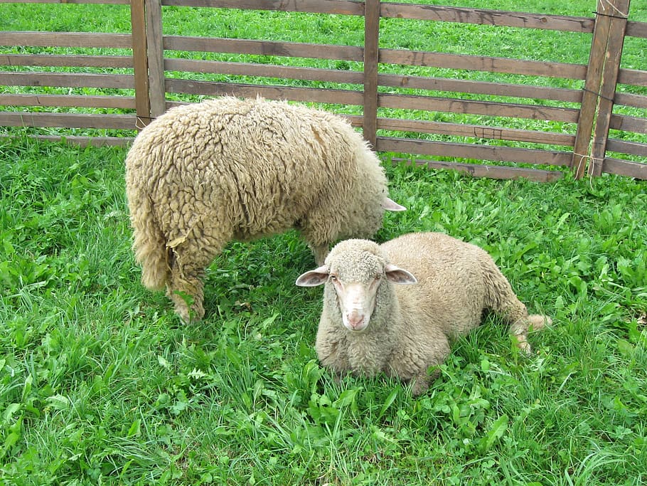 sheep, pet, animal, grass, livestock, mammal, animal themes HD wallpaper