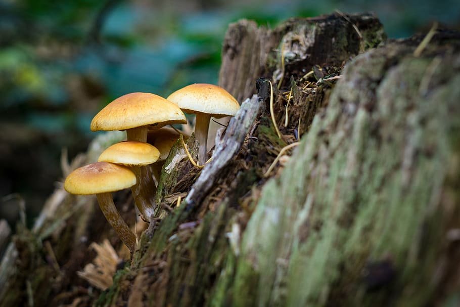 brown mushrooms on selective focus photo], autumn, close up HD wallpaper
