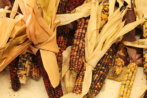 Indian Corn, Fall, autumn, harvest, maize, season, colorful HD wallpaper