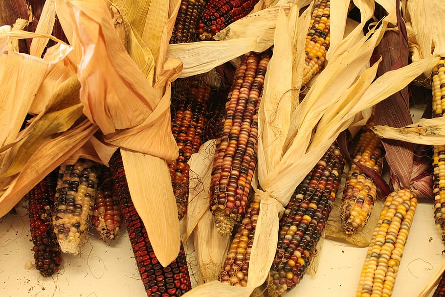 Indian Corn, Fall, autumn, harvest, maize, season, colorful HD wallpaper