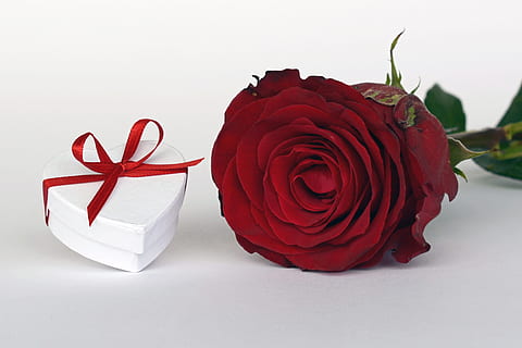 white heart gift box beside red rose, loop, surprise, give HD wallpaper