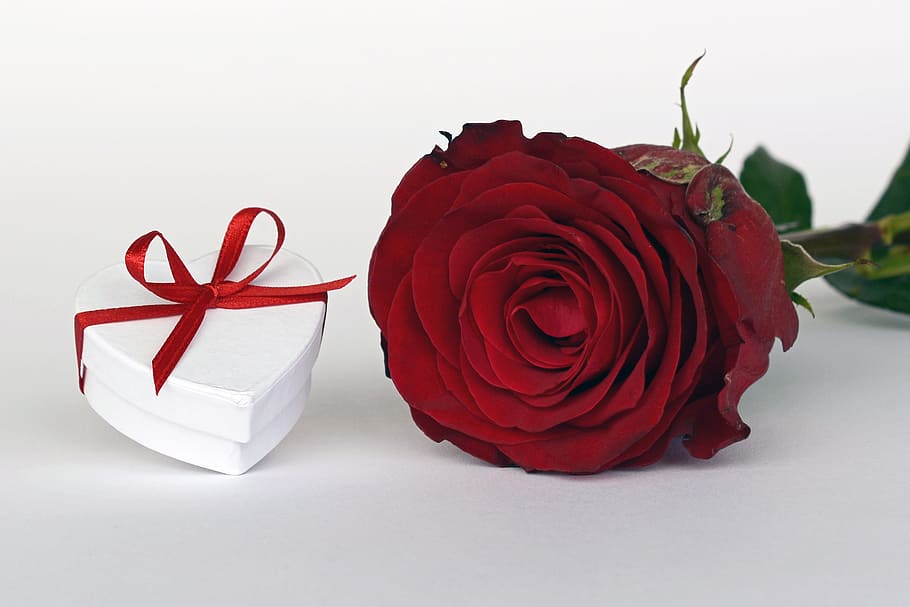 white heart gift box beside red rose, loop, surprise, give HD wallpaper