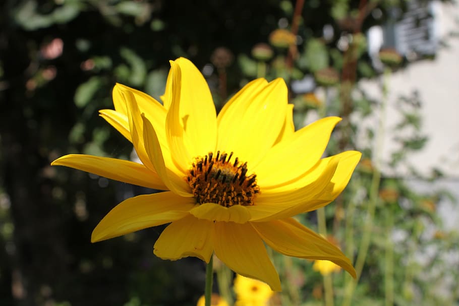 blossom, bloom, yellow, summer, plant, petals, garden, composites HD wallpaper