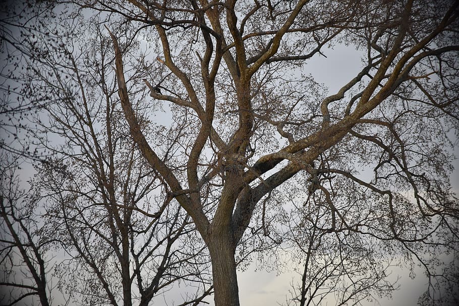 tree, nature, landscape, dawn, sunset, closeup, branch, bare tree HD wallpaper