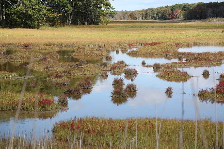 scarborough, maine, marsh, plant, reflection, water, tranquility HD wallpaper