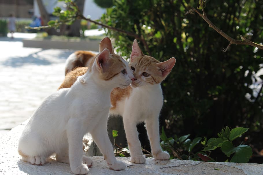 photo of orange tabby cats, kitten, animal, kitty, white, adorable, HD wallpaper