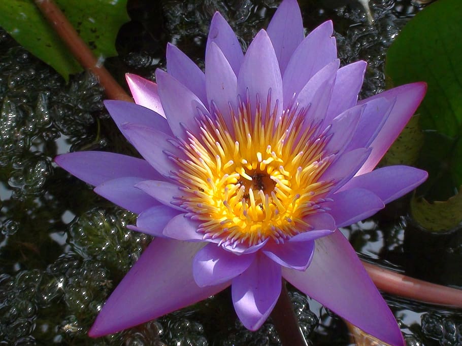 flower, purple, natural, flowering plant, freshness, vulnerability HD wallpaper