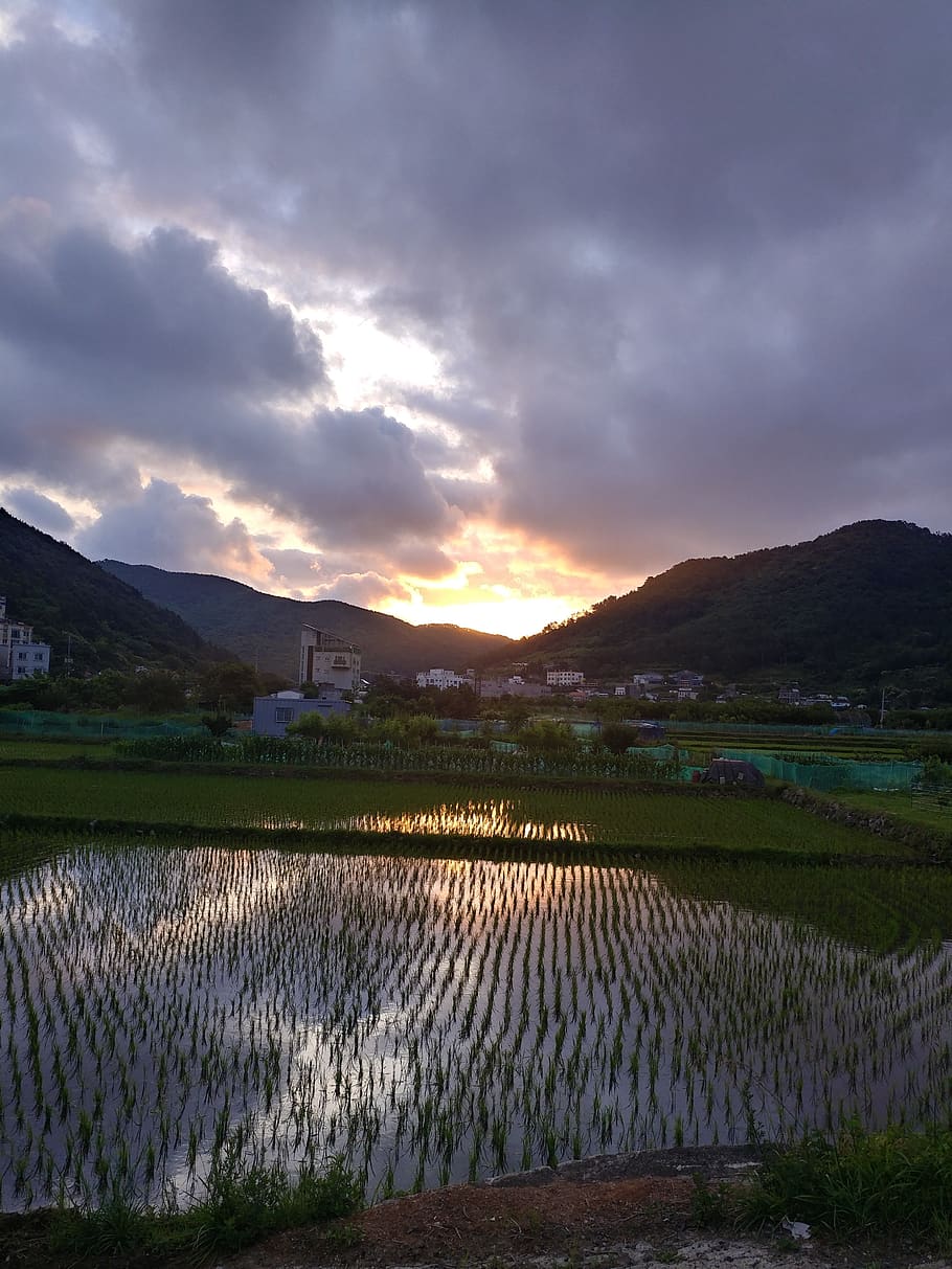evening glow, sunset, sky, cloud - sky, agriculture, landscape HD wallpaper