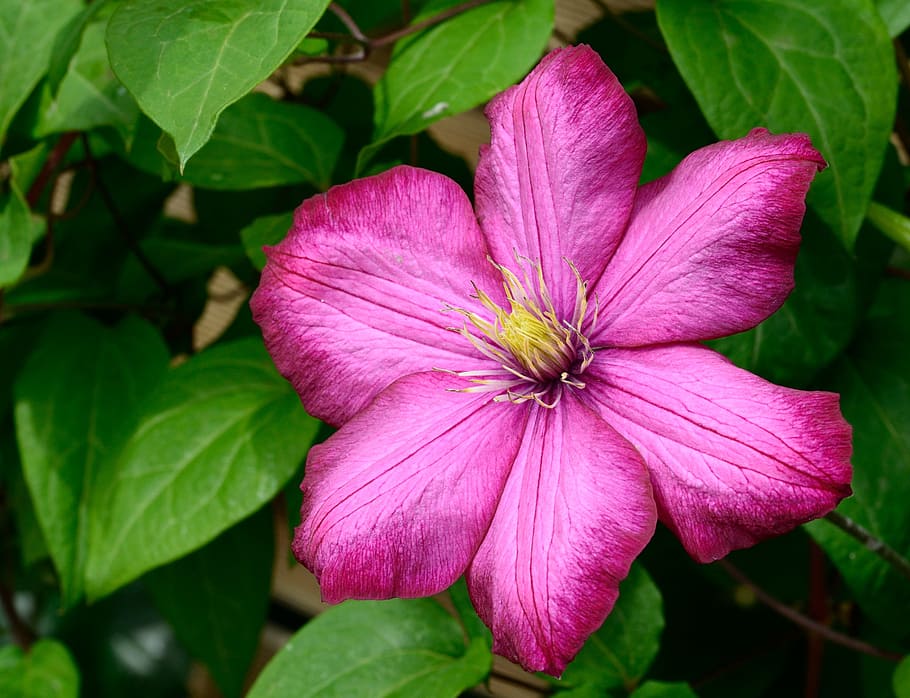 pink clematis flower, blossom, bloom, violet, climber, petals HD wallpaper