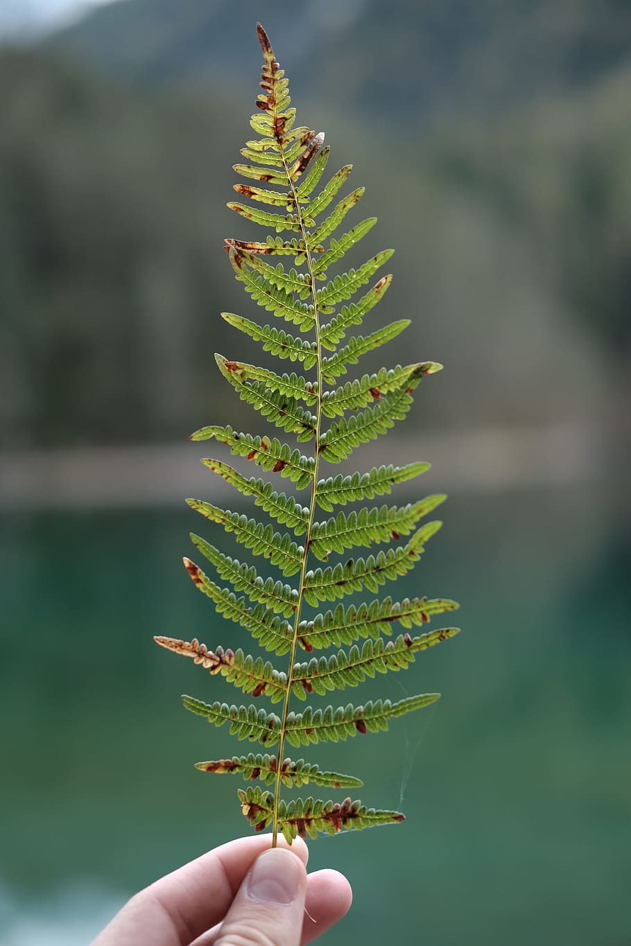 hand, leaf, fern, green, plant, nature, human hand, human body part HD wallpaper