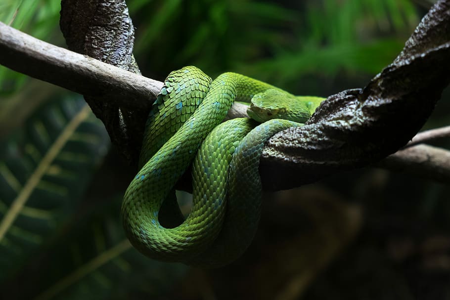 shallow focus photography of green snake in tree branch, closeup photography of green snake on tree HD wallpaper