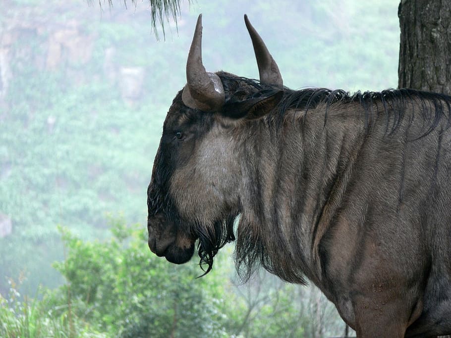 blue wildebeest, gnu, brindled, wildlife, africa, animal, horned HD wallpaper