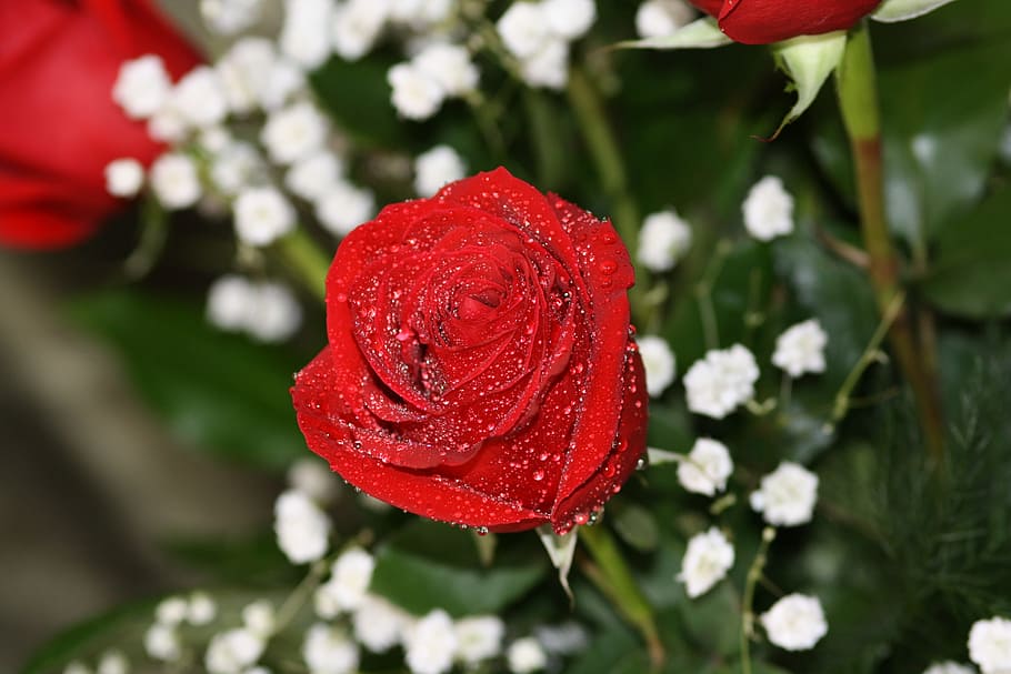 Flower, Red Rose, nature, petal, fragility, beauty in nature HD wallpaper