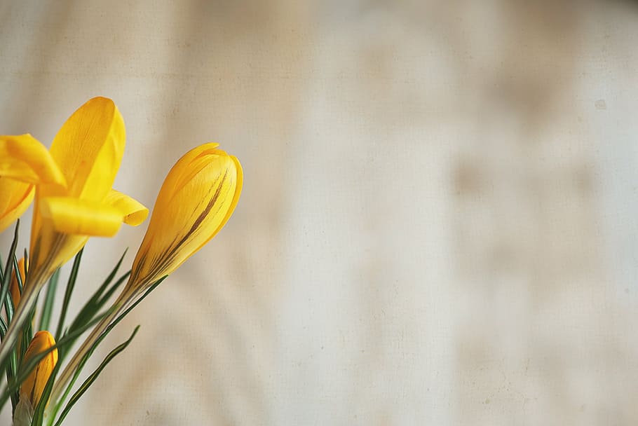 selective focus photography of yellow crocus flowers, spring flower HD wallpaper