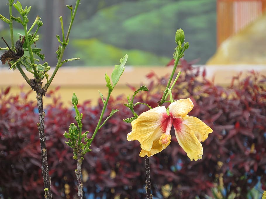 nature, the, field, landscape, armenia, quindio, colombia, flowering plant HD wallpaper