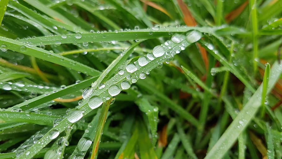 dew, pearl, rain, leaf, wet, plant, nature, grass, water, drop HD wallpaper