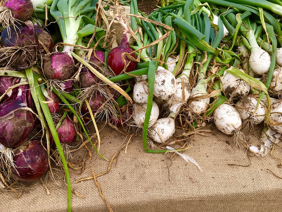 radishes, vegetable, green, raw, food, healthy, natural, market HD wallpaper