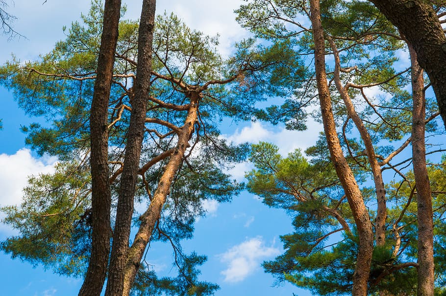 Wood, Pine, Forest, Landscape, sky, sunshine, the leaves, nature HD wallpaper