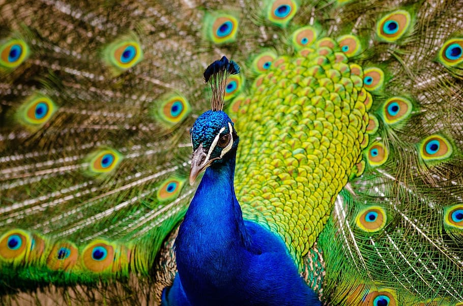 close-up photo of blue and green peacock, plumage, bird, peafowl, HD wallpaper