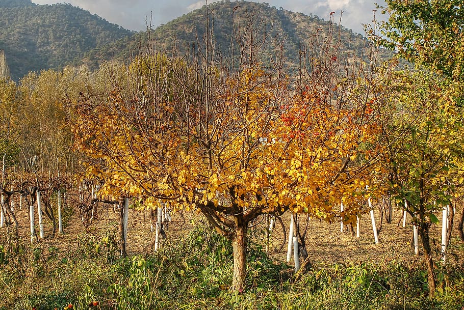 autumn, sadness, leaves, nature, tree, leaf, rural Scene, outdoors HD wallpaper