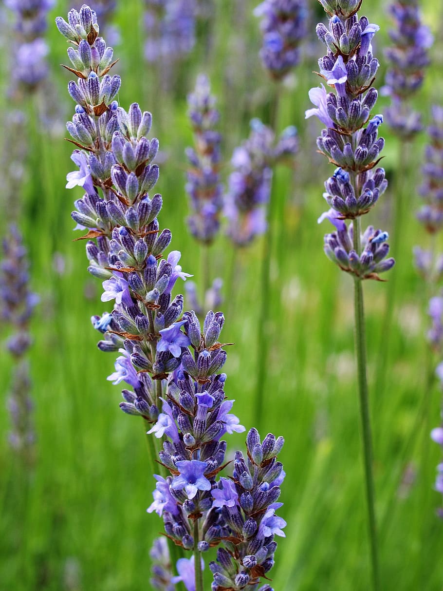 flower, bloom, lavender, flowering plant, purple, fragility HD wallpaper