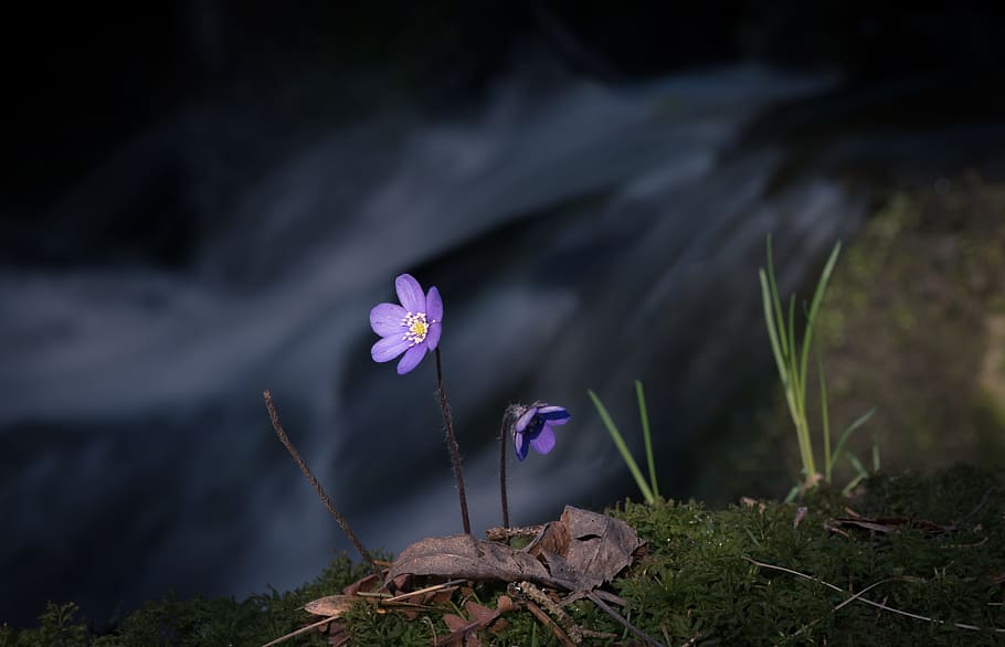 nature, water, flowers, grass, bloom, blooming, blossom, blur HD wallpaper