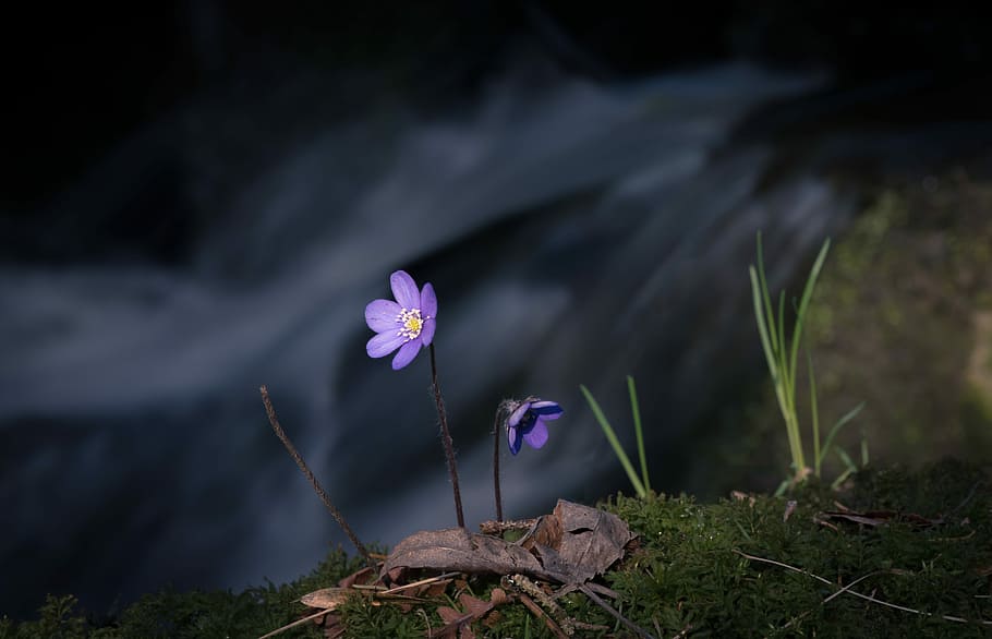 shallow focus photography of purple flowers, stem, grass, cliff HD wallpaper