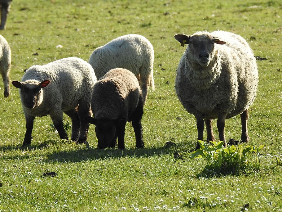 field, sheep, animals, livestock, domestic animals, grass, mammal HD wallpaper