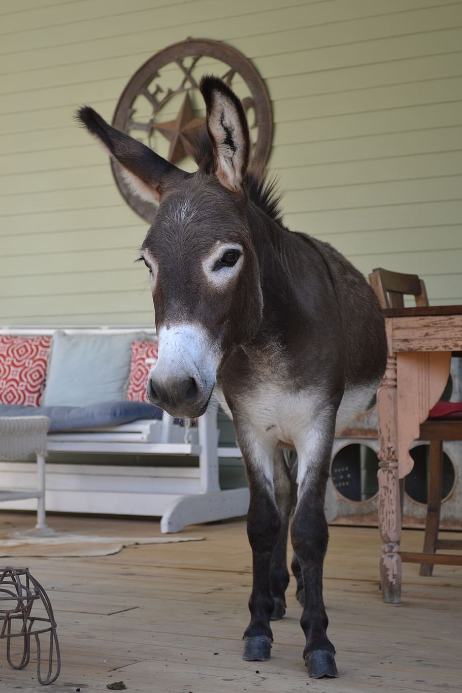 HD wallpaper: donkey on porch, funny farm animal, big ears, mammal, one  animal | Wallpaper Flare