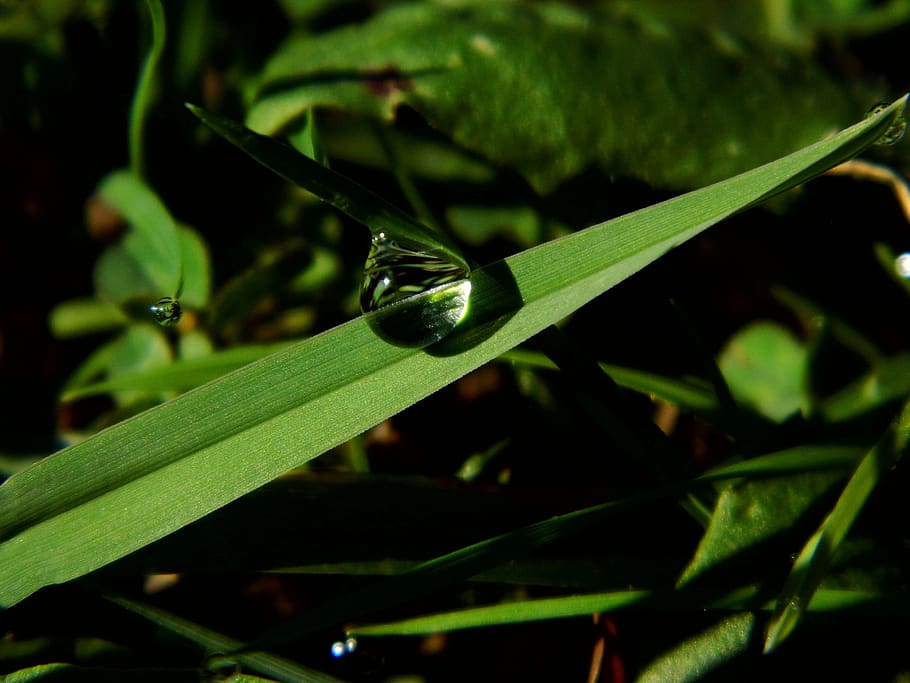 drop, green, sheet, nature, grass, plant, green color, growth HD wallpaper