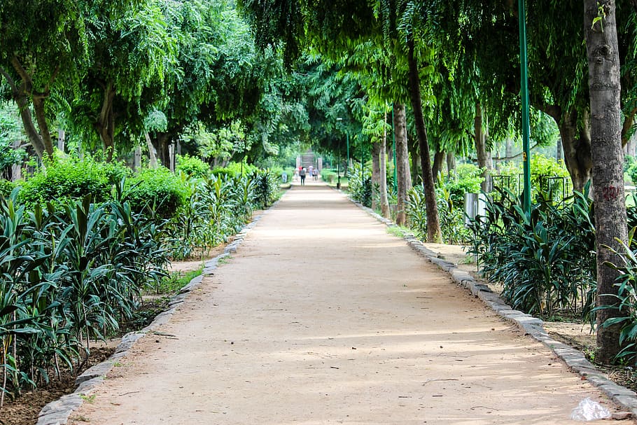 path, greenery, park, footpath, garden, plant, tree, direction HD wallpaper