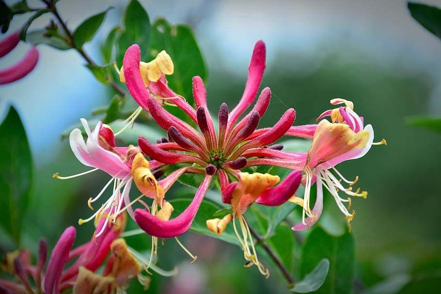 Honeysuckle 1080P, 2K, 4K, 5K HD wallpapers free download | Wallpaper Flare