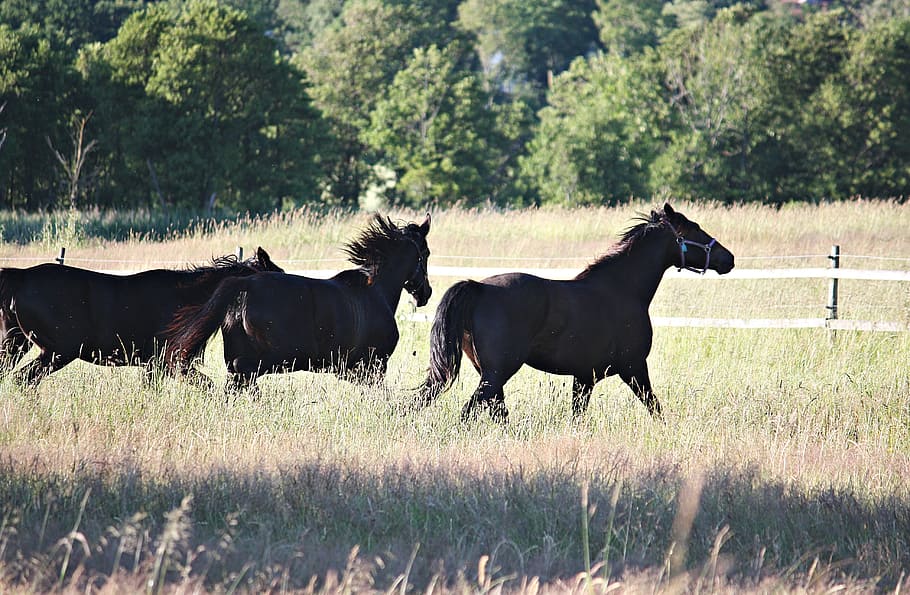 Horses, Hage, Bed, summer, swedish summer, side view, grass HD wallpaper