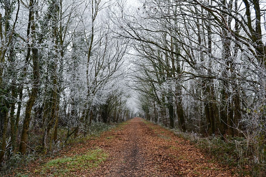 path, tree, jelly, leaves, france, perspective, hiking, ride HD wallpaper