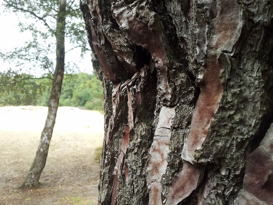 tree, bark, tree trunk, tree bark, forest, nature, structure HD wallpaper
