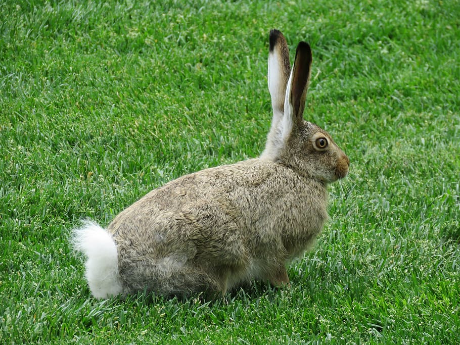 gray and white rabbit, wildlife, animal, mammal, bunny, rabbit - Animal, HD wallpaper