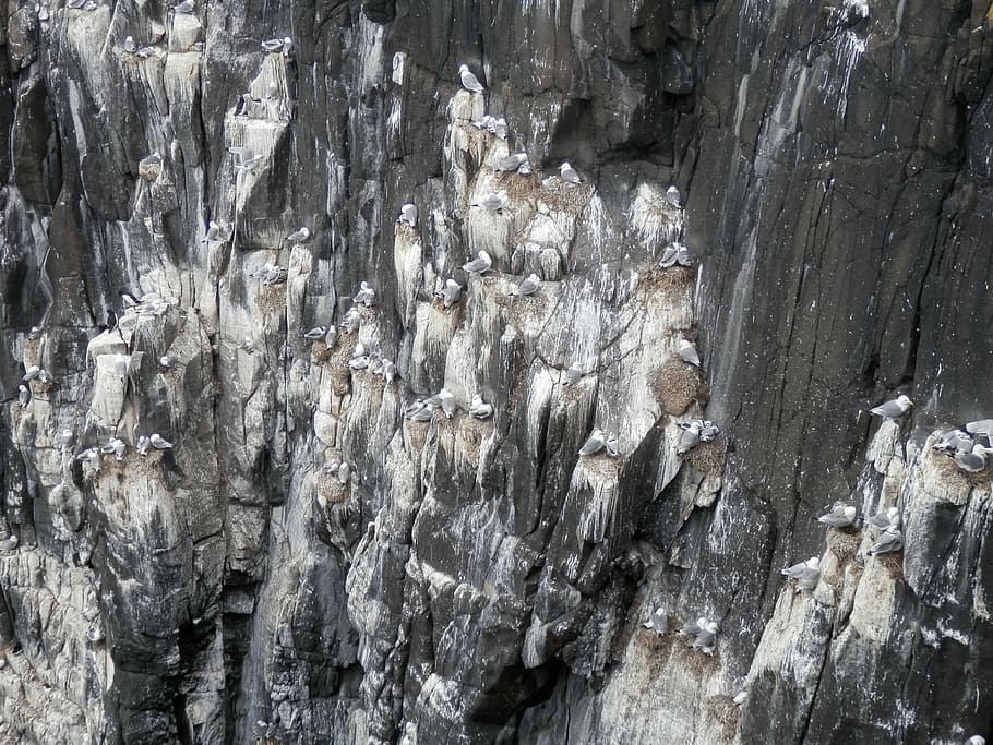 seagulls, nesting, sea gull, cliffs, animal, wildlife, nature HD wallpaper