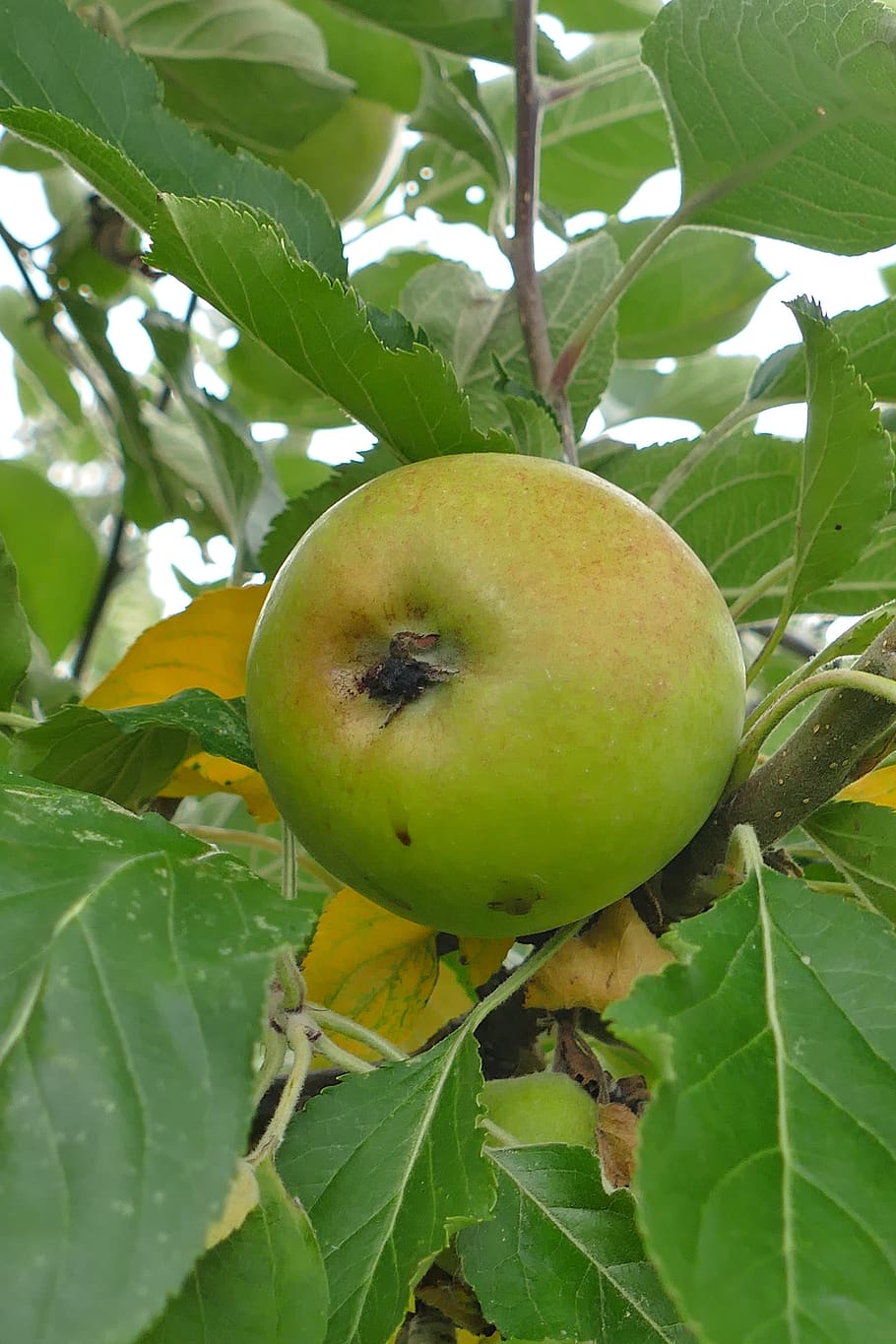 apple, tree, fruit, green, branch, close up, healthy, green apple, HD wallpaper