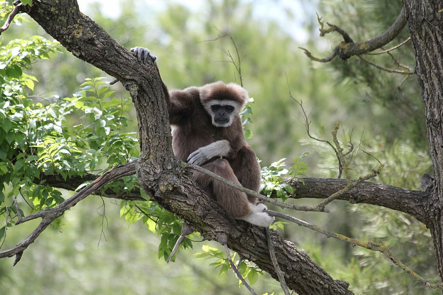 jungle, tree, monkey, wild, primate, wildlife, animal, nature HD wallpaper