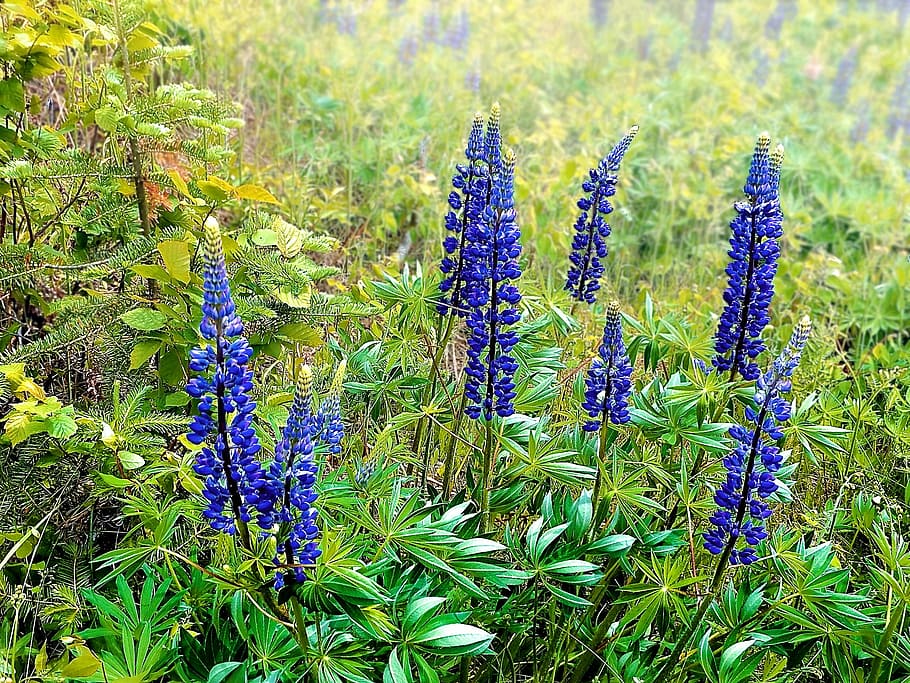 Lupins, Field, Spring, summer, wildflower, meadow, natural HD wallpaper