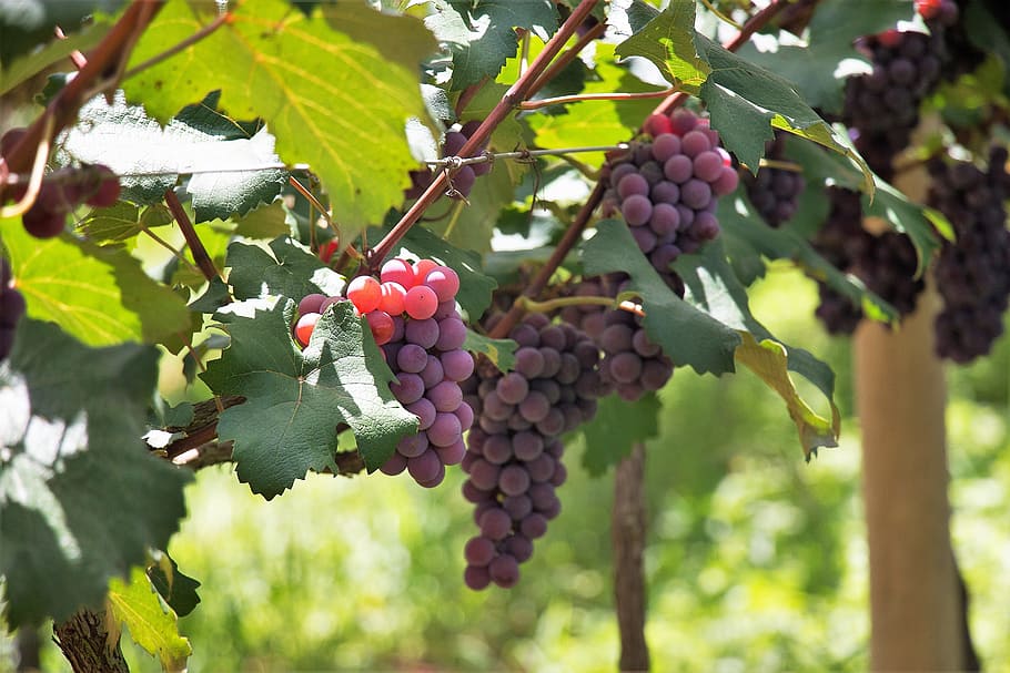 fruit, nature, cacho, leaf, food, vine, vineyard, uva, harvest HD wallpaper