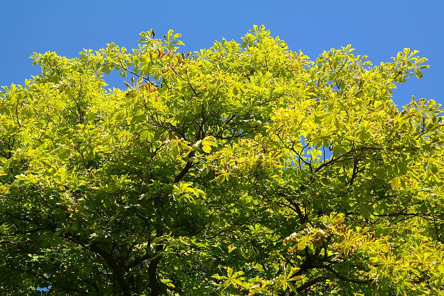 tree, chestnut, leaves, green, sky, buckeye, plant, beauty in nature HD wallpaper