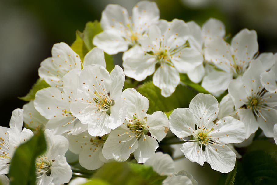 flowers, cherry blossom, white, flowering plant, freshness HD wallpaper
