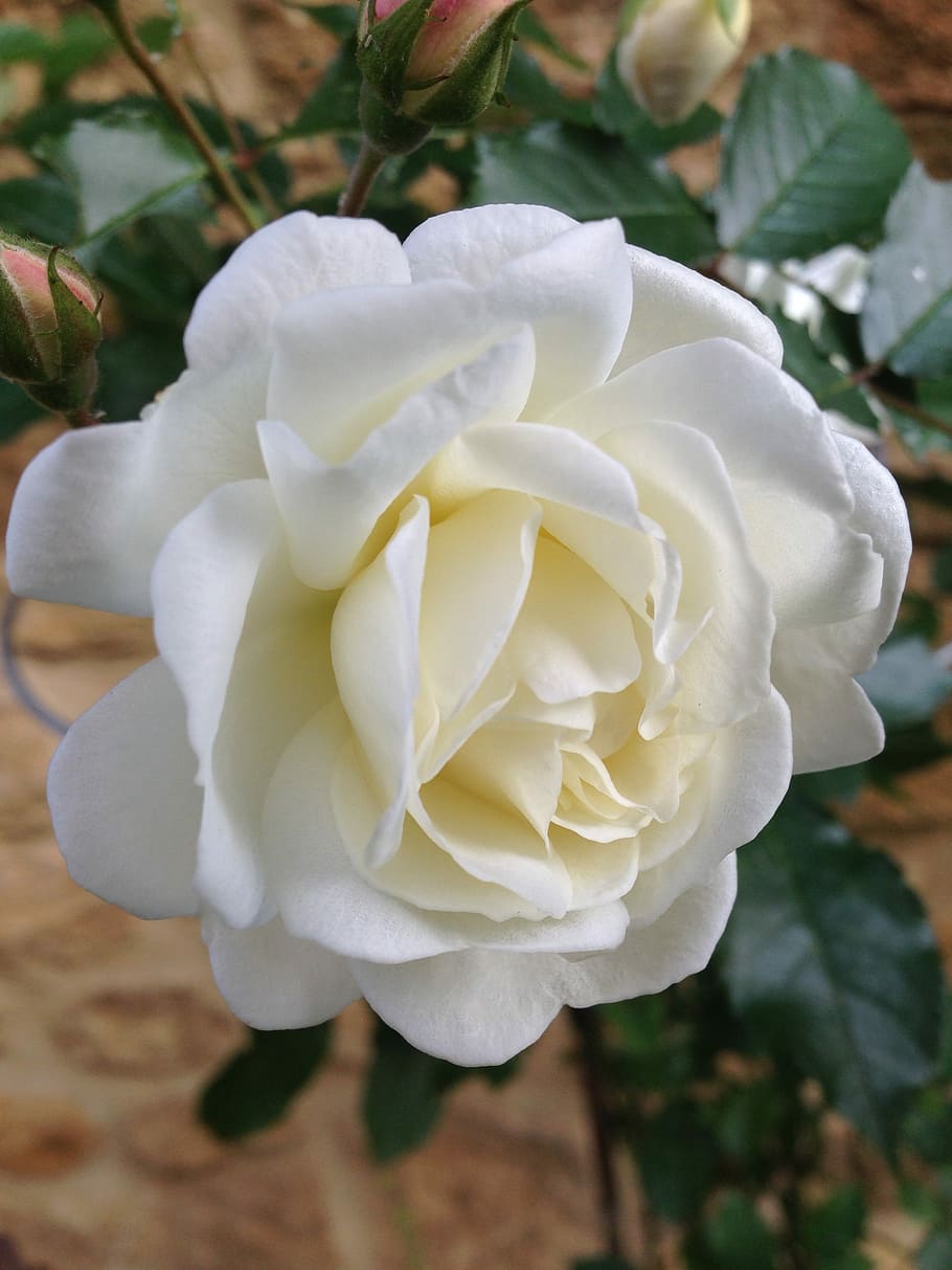 Flower, Bloom, rose, prosperity rose, david austin, white, ivory, HD wallpaper