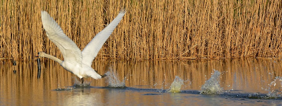 white swan on body of water, animal, waterfowl, whooper swan, HD wallpaper