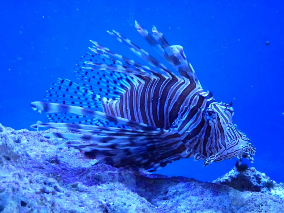black and white striped lionfish, key largo, pennecamp state park, HD wallpaper