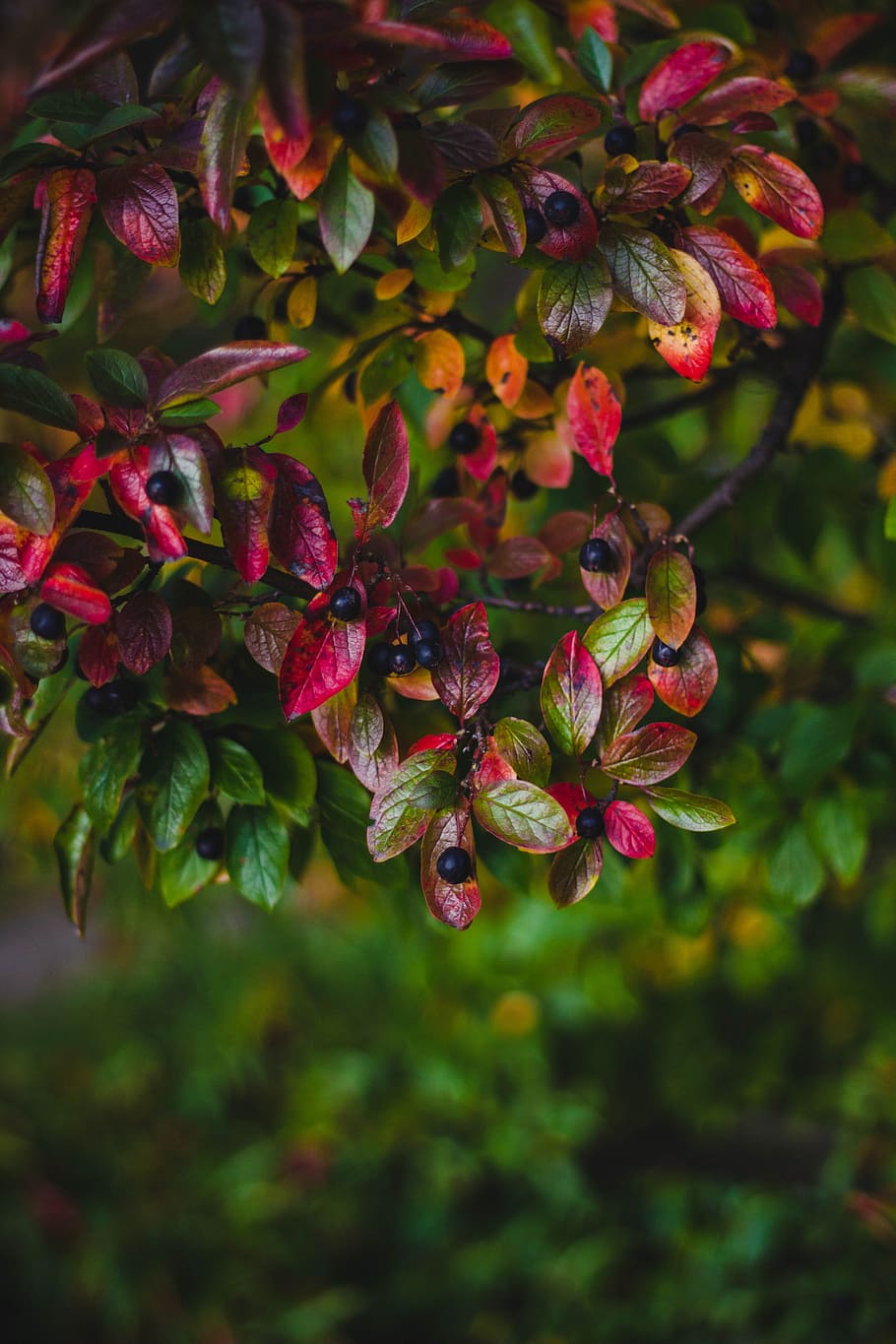 leaves, tree, fruit, fresh, branch, plant, growth, beauty in nature HD wallpaper