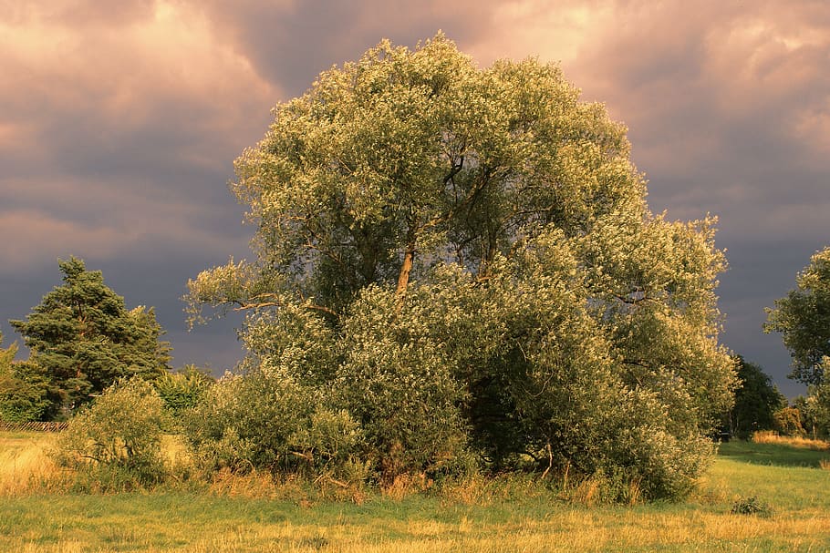 tree, nature, landscape, grass, rural, covered sky, dark clouds HD wallpaper