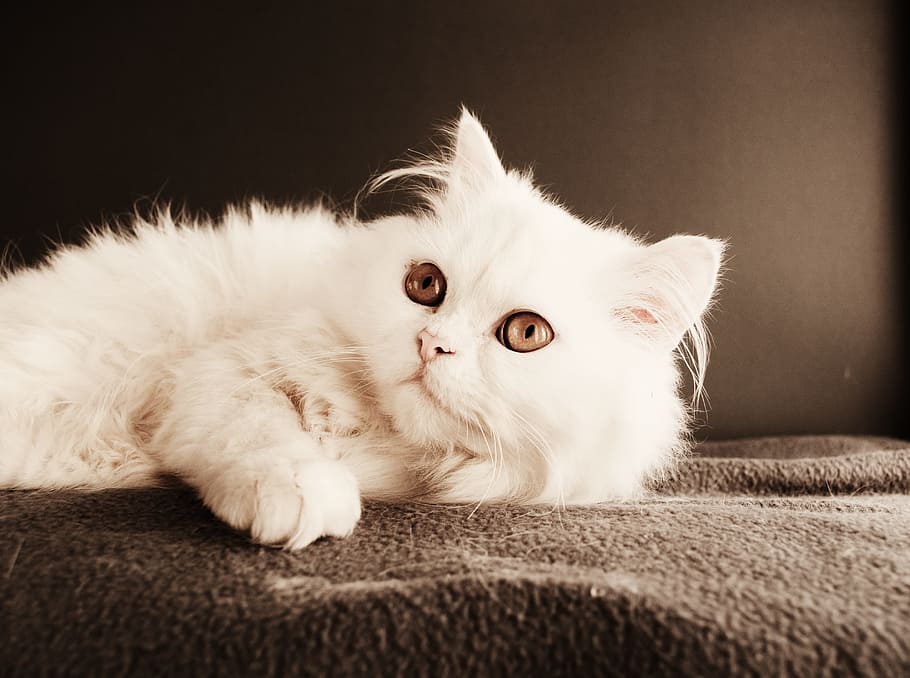 cat, cute, kitten, pet, mammal, animal, domestic, downy, little HD wallpaper